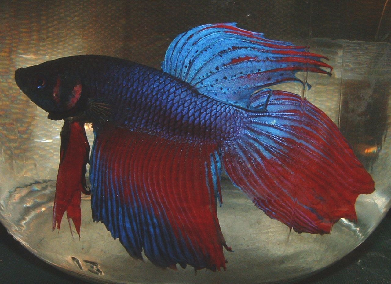 Fish Store - Click to enter
